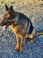 German shepherd show 404, a female German Shepherd Dog for sale in Hemet, CA – 2 of 3
