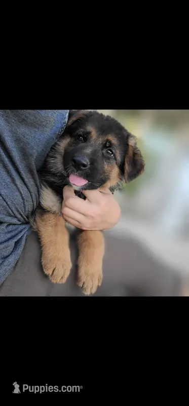 Puppy 201 – German Shepherd Dog puppy for sale in Hemet, CA