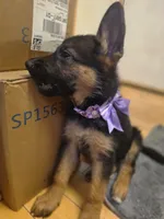 Puppy 345, a female German Shepherd Dog for sale in Hemet, CA – 4 of 8