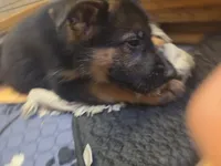 Puppy 345, a female German Shepherd Dog for sale in Hemet, CA – 5 of 8