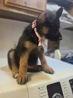 Puppy 123, a female German Shepherd Dog for sale in Hemet, CA – 2 of 9