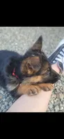 Puppy 101, a male German Shepherd Dog for sale in Hemet, CA – 4 of 8
