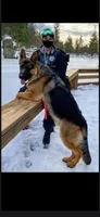 Puppy 303, a female German Shepherd Dog for sale in Hemet, CA – 7 of 8