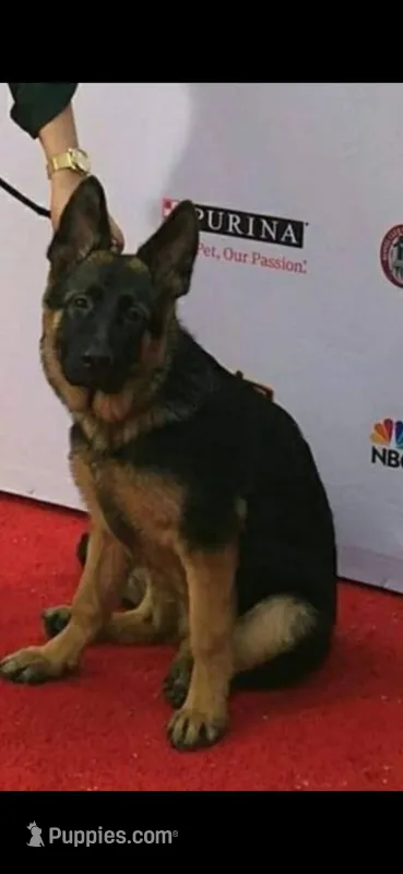 Beautiful 201 – German Shepherd Dog puppy for sale in Hemet, CA