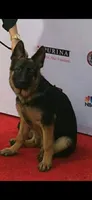 Beautiful 201, a female German Shepherd Dog for sale in Hemet, CA – 1 of 2