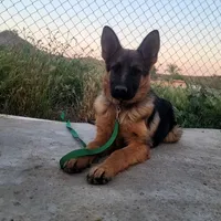 Chiquita 3, a female German Shepherd Dog for sale in Hemet, CA – Photo 5 of 9