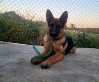 Chiquita 3, a female German Shepherd Dog for sale in Hemet, CA – Photo 5 of 9