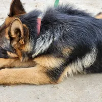 Chiquita 3, a female German Shepherd Dog for sale in Hemet, CA – Photo 2 of 9
