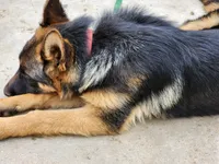 Chiquita 3, a female German Shepherd Dog for sale in Hemet, CA – Photo 2 of 9