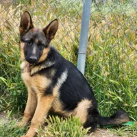 Chiquita 3, a female German Shepherd Dog for sale in Hemet, CA – Photo 9 of 9