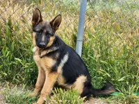 Chiquita 3, a female German Shepherd Dog for sale in Hemet, CA – Photo 9 of 9