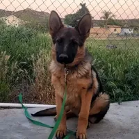 Chiquita 3, a female German Shepherd Dog for sale in Hemet, CA – Photo 6 of 9