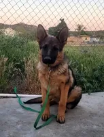 Chiquita 3, a female German Shepherd Dog for sale in Hemet, CA – Photo 6 of 9