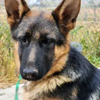 Chiquita 3, a female German Shepherd Dog for sale in Hemet, CA – Photo 1 of 9