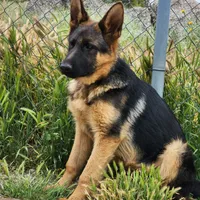 Chiquita 3, a female German Shepherd Dog for sale in Hemet, CA – Photo 8 of 9