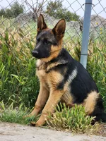 Chiquita 3, a female German Shepherd Dog for sale in Hemet, CA – Photo 8 of 9