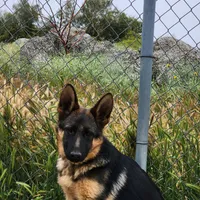 Chiquita 3, a female German Shepherd Dog for sale in Hemet, CA – Photo 4 of 9