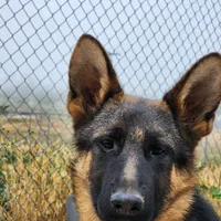 Chiquita 3, a female German Shepherd Dog for sale in Hemet, CA – Photo 7 of 9