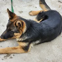 Chiquita 3, a female German Shepherd Dog for sale in Hemet, CA – Photo 3 of 9