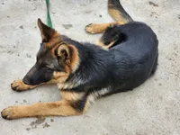 Chiquita 3, a female German Shepherd Dog for sale in Hemet, CA – Photo 3 of 9