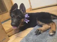 Puppy 345, a female German Shepherd Dog for sale in Hemet, CA – 2 of 8