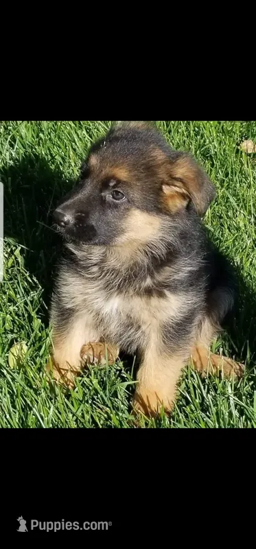 Monzon 266 – German Shepherd Dog puppy for sale in Hemet, CA