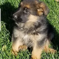 Monzon, a male German Shepherd Dog for sale in Hemet, CA – Photo 4 of 6