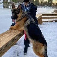 Monzon, a male German Shepherd Dog for sale in Hemet, CA – Photo 1 of 6