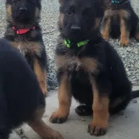 Monzon, a male German Shepherd Dog for sale in Hemet, CA – Photo 6 of 6