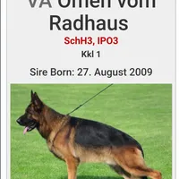 Monzon, a male German Shepherd Dog for sale in Hemet, CA – Photo 3 of 6