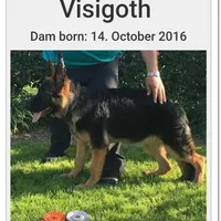 Monzon, a male German Shepherd Dog for sale in Hemet, CA – Photo 2 of 6