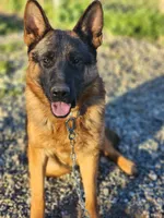 German shepherd show 404, a female German Shepherd Dog for sale in Hemet, CA – 3 of 3