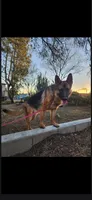 Puppy 404, a male German Shepherd Dog for sale in Hemet, CA – 3 of 4