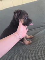 Puppy 101, a male German Shepherd Dog for sale in Hemet, CA – 3 of 8