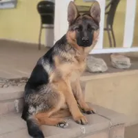 Beautifulg , a female German Shepherd Dog for sale in Hemet, CA – Photo 3 of 4