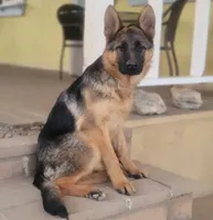 Beautifulg , a female German Shepherd Dog for sale in Hemet, CA – Photo 3 of 4