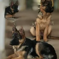 Beautifulg , a female German Shepherd Dog for sale in Hemet, CA – Photo 2 of 4