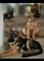 Beautifulg , a female German Shepherd Dog for sale in Hemet, CA – Photo 2 of 4