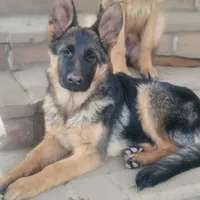 Beautifulg , a female German Shepherd Dog for sale in Hemet, CA – Photo 4 of 4