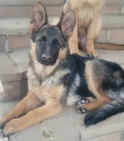 Beautifulg , a female German Shepherd Dog for sale in Hemet, CA – Photo 4 of 4