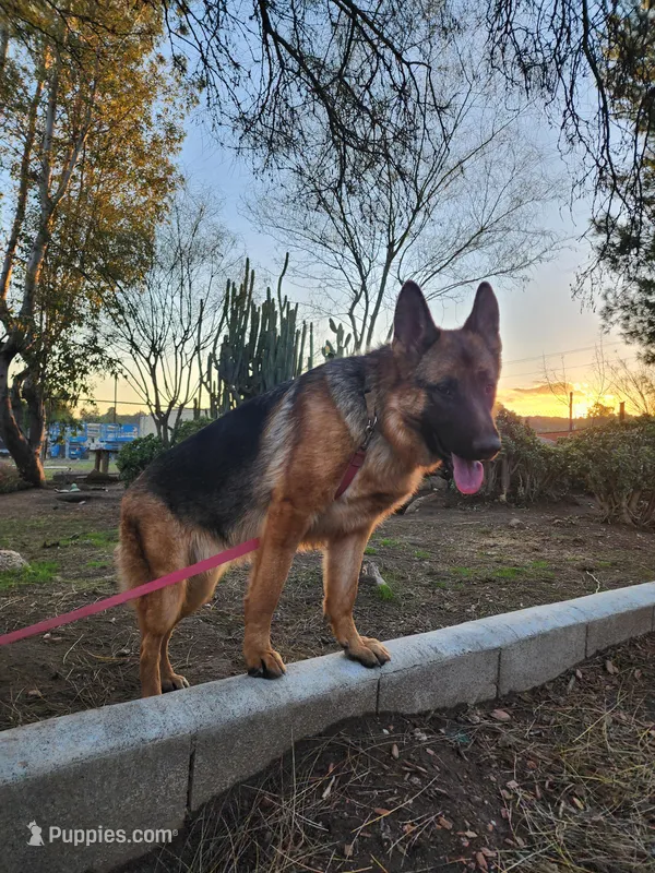 Blue girl , a female German Shepherd Dog for sale in Hemet, CA – Photo 1 of 5