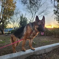 Blue girl , a female German Shepherd Dog for sale in Hemet, CA – Photo 1 of 5