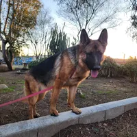 Blue girl , a female German Shepherd Dog for sale in Hemet, CA – Photo 5 of 5