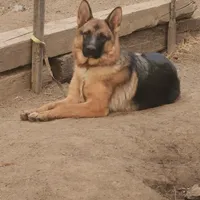 Blue girl , a female German Shepherd Dog for sale in Hemet, CA – Photo 2 of 5