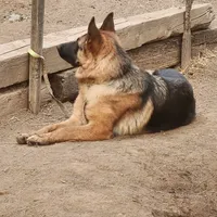 Blue girl , a female German Shepherd Dog for sale in Hemet, CA – Photo 4 of 5