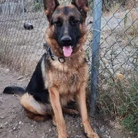 Princess, a female German Shepherd Dog for sale in Hemet, CA – Photo 1 of 3