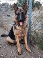 Princess, a female German Shepherd Dog for sale in Hemet, CA – Photo 1 of 3