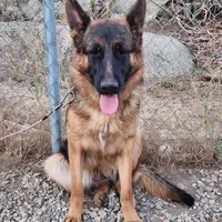 Princess, a female German Shepherd Dog for sale in Hemet, CA – Photo 3 of 3