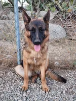 Princess, a female German Shepherd Dog for sale in Hemet, CA – Photo 3 of 3