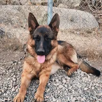 Princess, a female German Shepherd Dog for sale in Hemet, CA – Photo 2 of 3